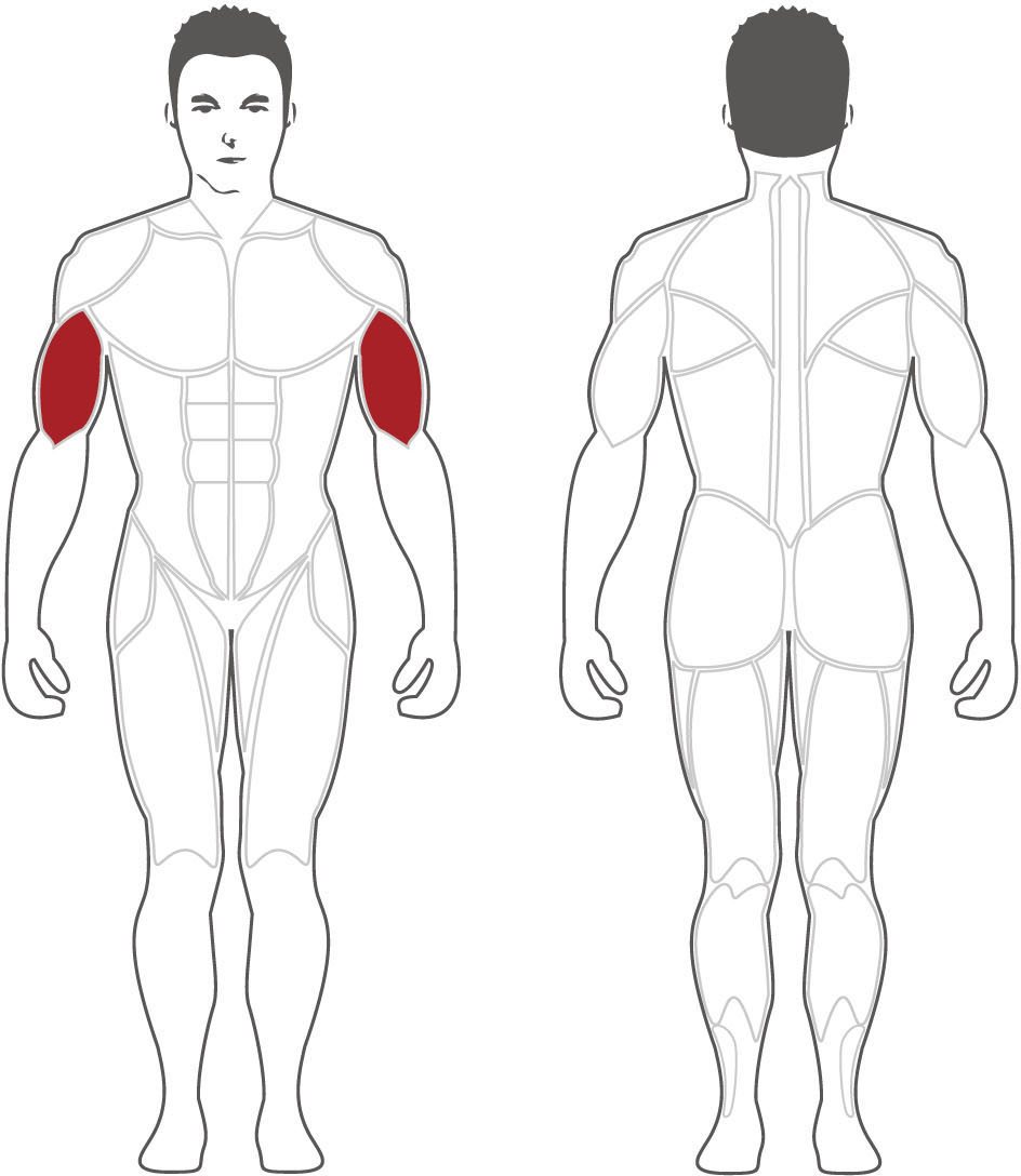 Bicep Curl Machine (PLBC) BodySolid® Fitness OFFICIAL UK SITE